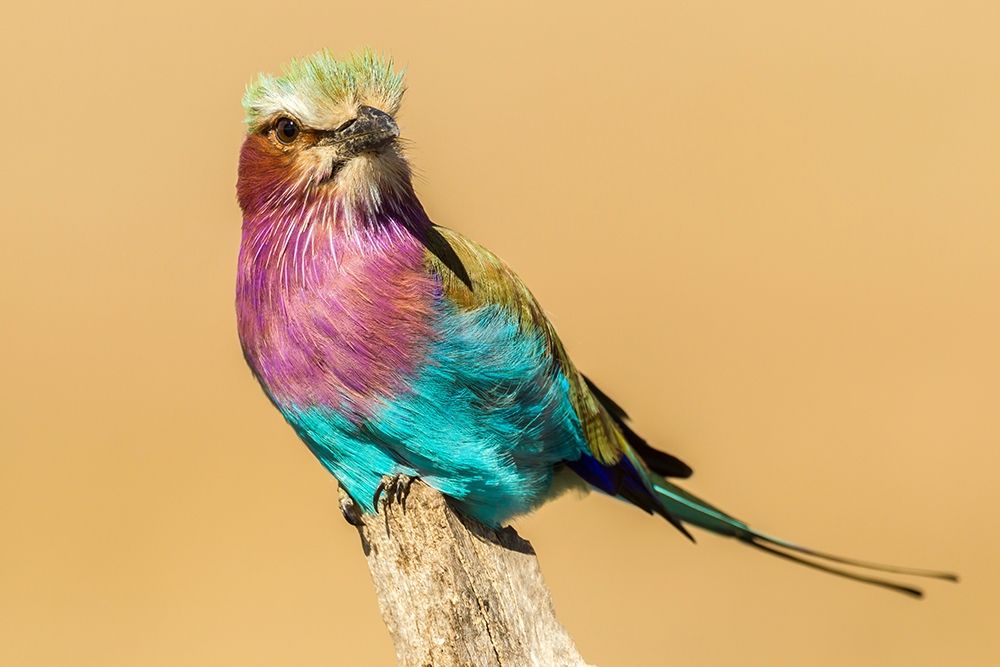 Africa-Tanzania-Serengeti National Park Lilac-breasted roller bird close-up